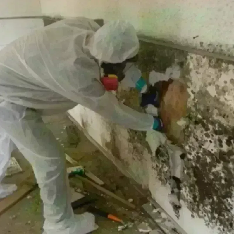 Best Mold Remediation and Removal Service in Hayes Center, NE